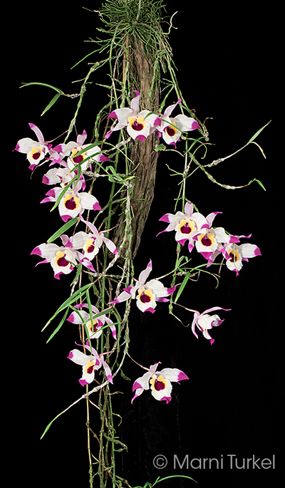 Dendrobium falconeri