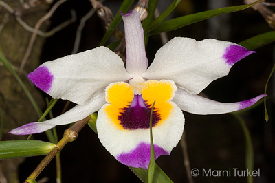 Dendrobium falconeri