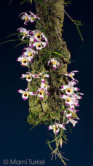 Dendrobium falconeri