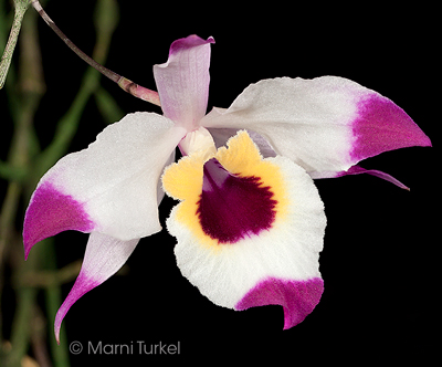 Dendrobium falconeri