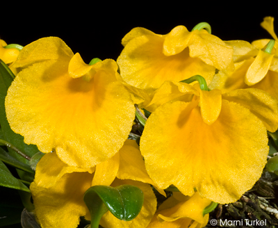 Dendrobium jenkinsii