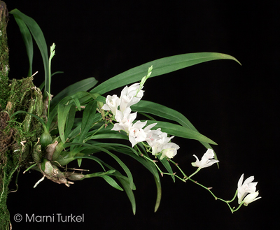 Dendrobium microbulbon