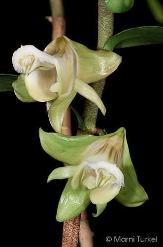 Dendrobium olivaceum