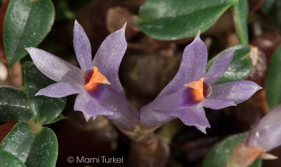 Dendrobium parvulum