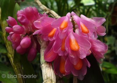 Dendrobium pseudoglomeratum