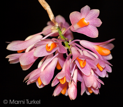 Dendrobium pseudoglomeratum