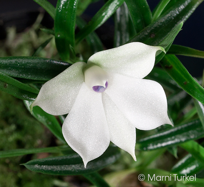 Dendrobium subuliferum