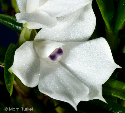 Dendrobium subuliferum 'Snowtop' CHM/AOS