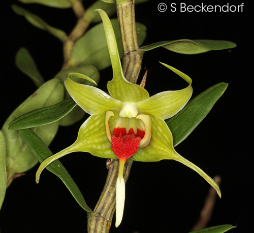 Dendrobium tobaense