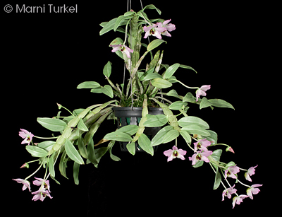 Dendrobium trantuanii