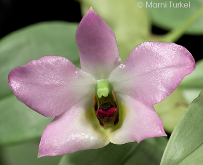 Dendrobium trantuanii