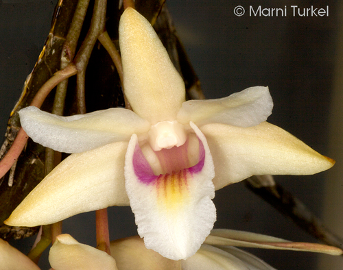 Dendrobium treubii