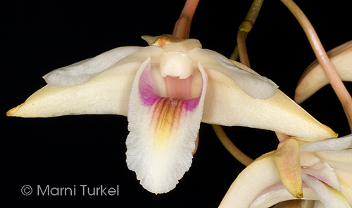 Dendrobium treubii