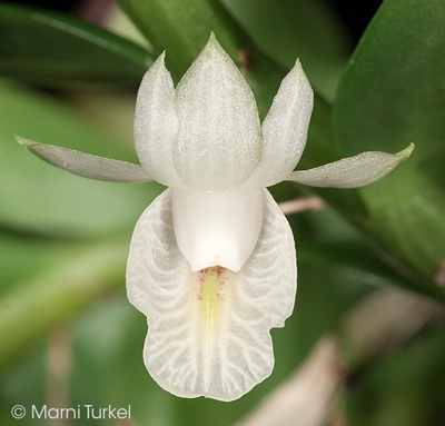 Dendrobium trinervium