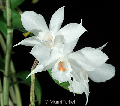 Dendrobium wattii