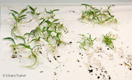 deflasking seedlings