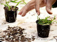 deflasking seedlings