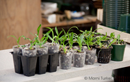 deflasking seedlings