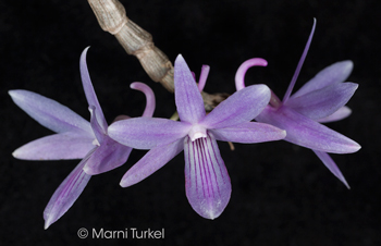 Dendrobium ceraula