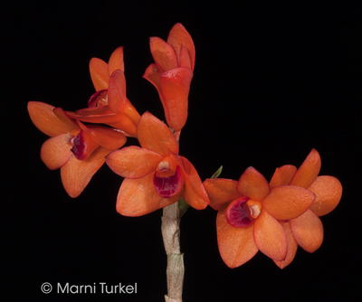 Dendrobium mohlianum