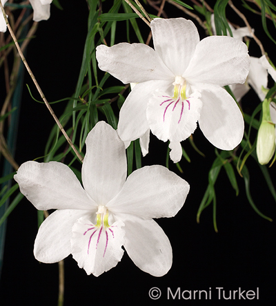 Dendrobium papilio 2 flwrs