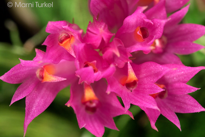 Dendrobium petiolatum