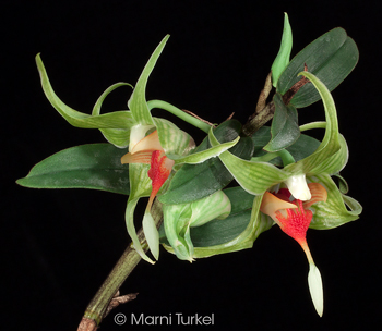 Dendrobium tobaense regular form