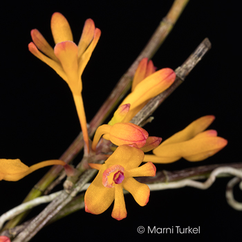 Dendrobium trichostomum