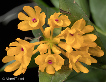 Dendrobium trichostomum