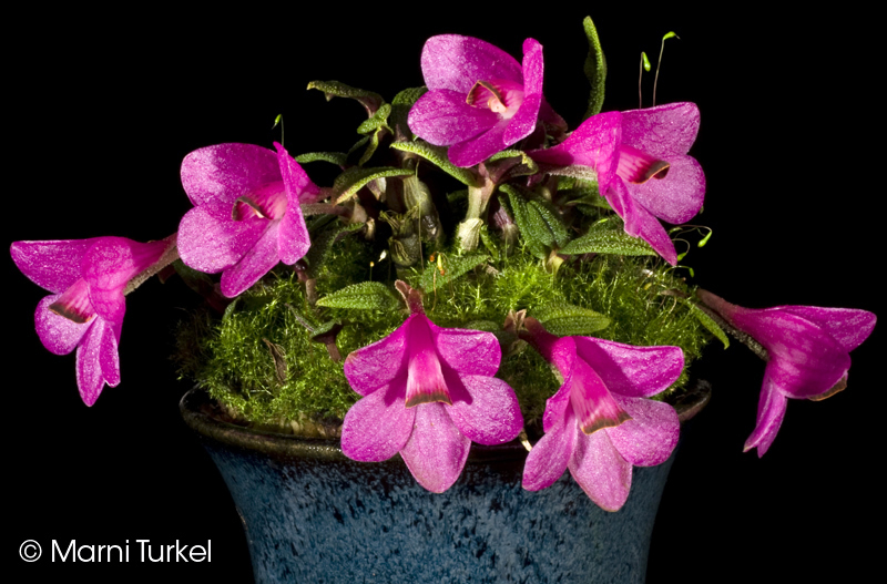 Dendrobium cuthbertsonii 'Anna'