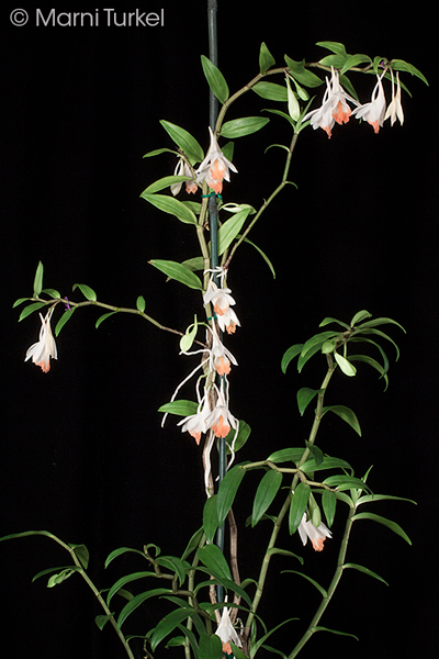 Dendrobium jaintianum