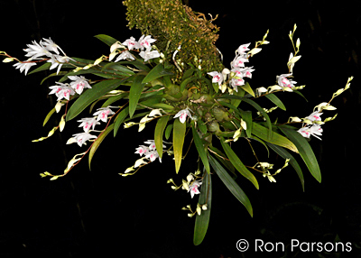 Dendrobium microbulbon