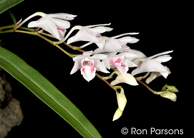 Dendrobium microbulbon