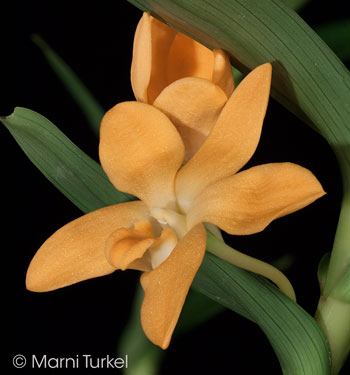 Parent: Dendrobium aurifex