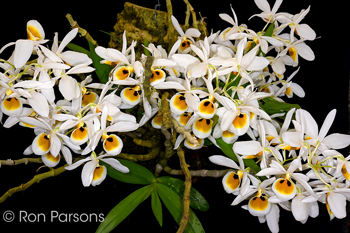 Dendrobium bensoniae