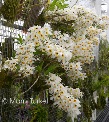 Dendrobium bensoniae