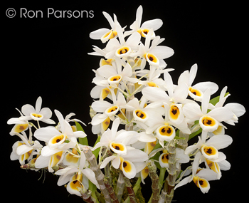 Dendrobium bensoniae