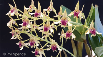 Dendrobium engae
