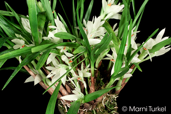 Dendrobium pentapterum