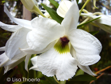 Dendrobium sanderae var. luzonicum