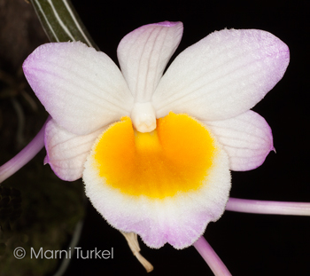 Dendrobium crepidatum