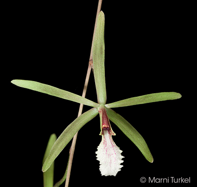 Encyclia microbulbon