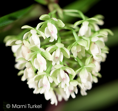 Epidendrum hugomedinae