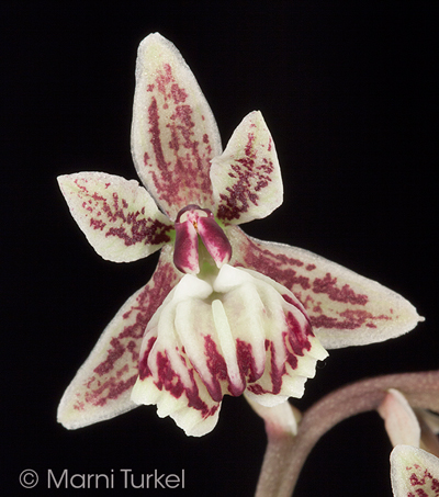 Epidendrum marmaratum