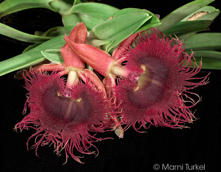 Epidendrum medusae