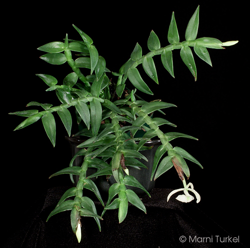 Epidendrum whittenii
