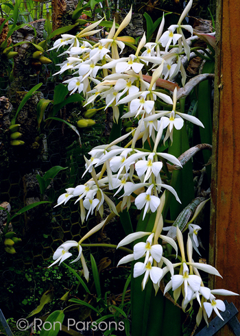 Epidendrum falcatum