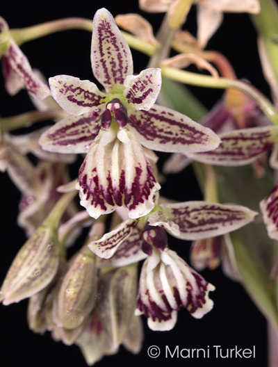 Epidendrum marmaratum