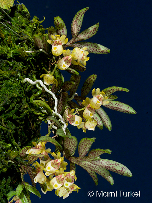 Gastrochilus fuscopunctatus