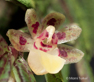 Gastrochilus pseudostichum